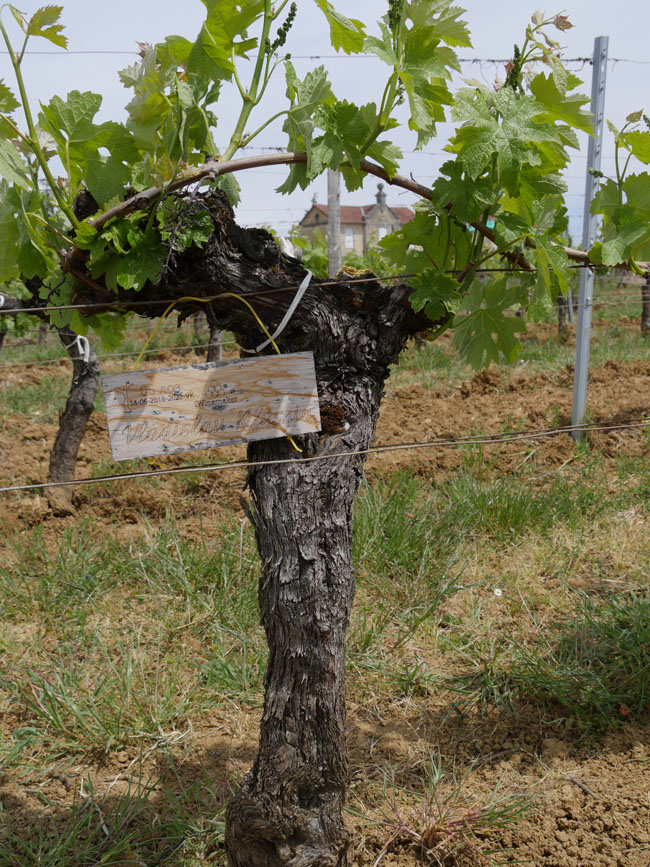 Виноградник на урожай